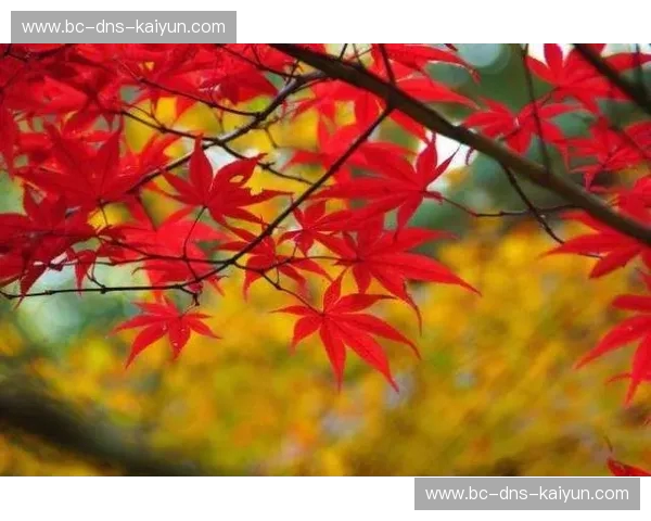 新英格兰vs全球审美：在那片红叶与古砖交织的土地，找回迷失的灵魂